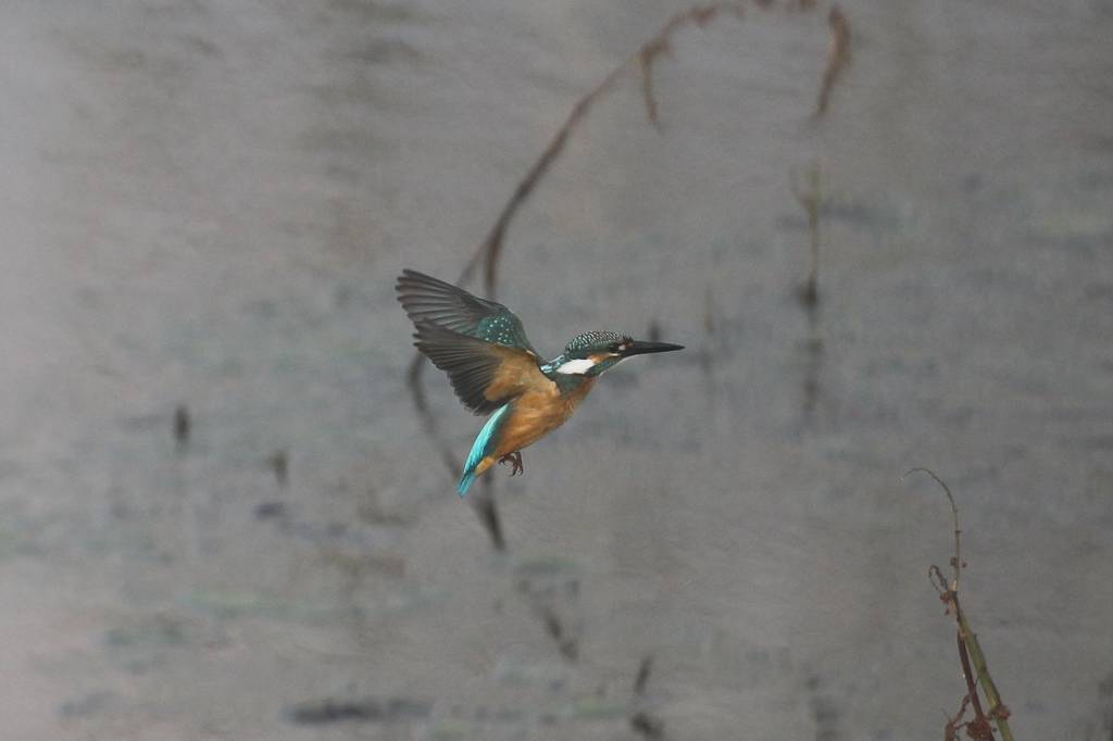 カワセミ若鳥のホバリング、蓮池の若鳥／香りをどうぞ！！_b0024798_10243782.jpg