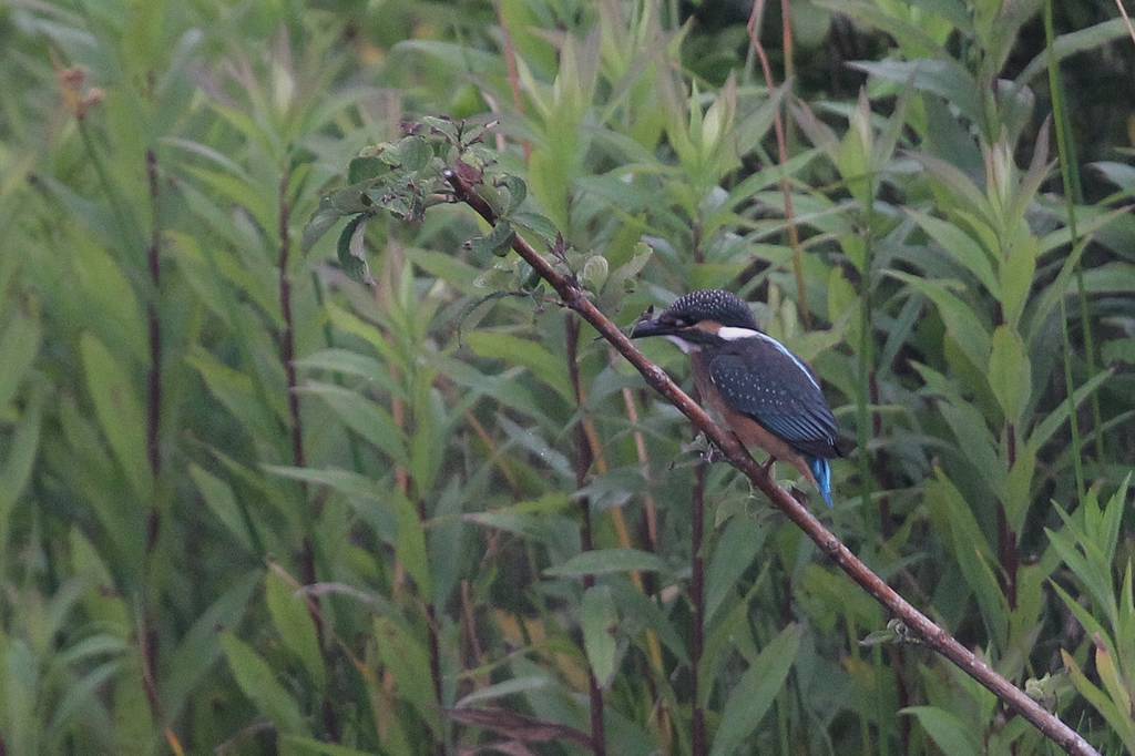 カワセミ若鳥のホバリング、蓮池の若鳥／香りをどうぞ！！_b0024798_1030250.jpg