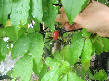 グミの樹 石丸謙二郎