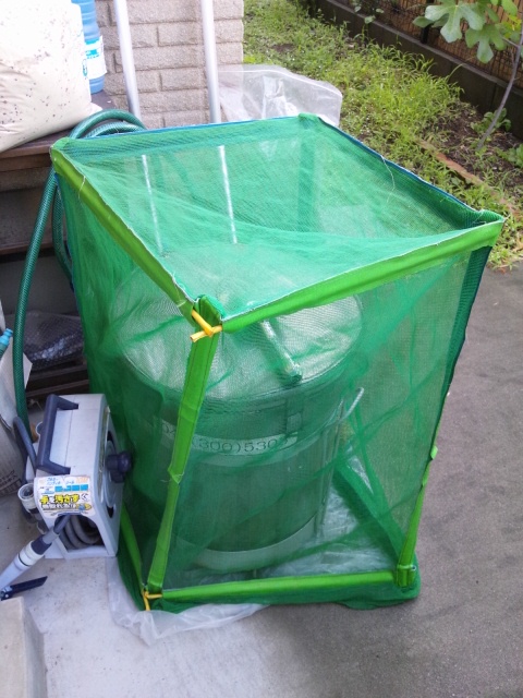 c0027700_1554534.jpg