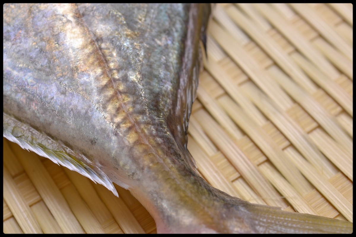 今日の魚　カイワリ_e0192200_19424016.jpg