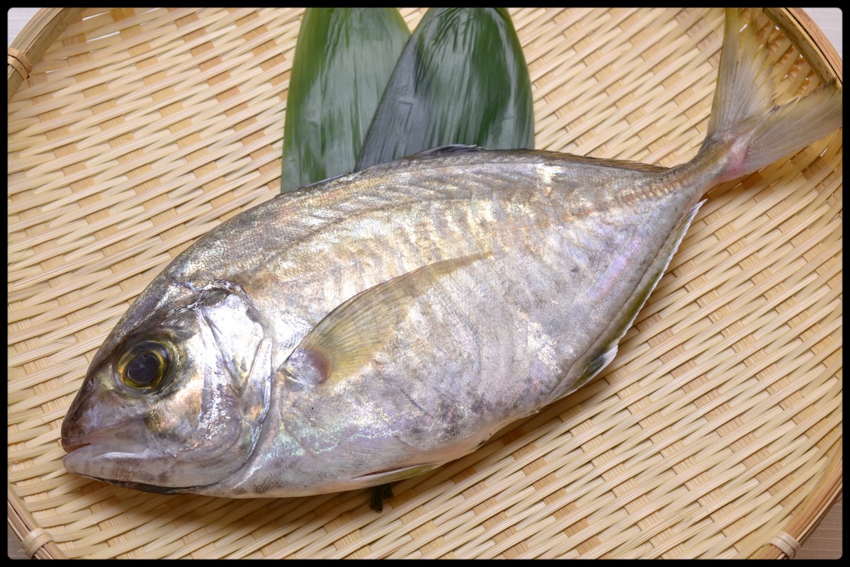 今日の魚　カイワリ_e0192200_19442649.jpg