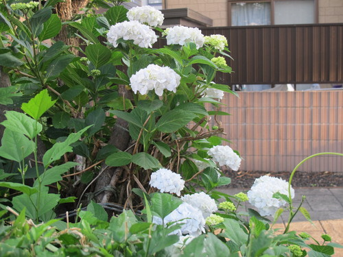 花沢大橋の袂に咲く紫陽花に挨拶に行く（１）_c0075701_6352593.jpg