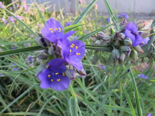 花沢大橋の袂に咲く紫陽花に挨拶に行く（１）_c0075701_635346.jpg