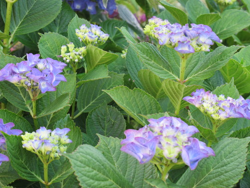 花沢大橋の袂に咲く紫陽花に挨拶に行く（４）_c0075701_72062.jpg