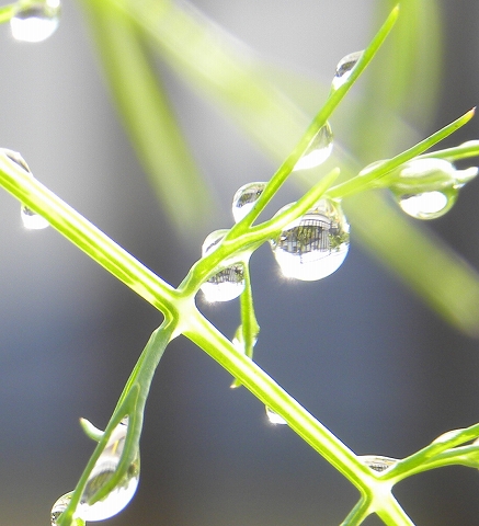 雨粒な朝_b0147203_2138484.jpg