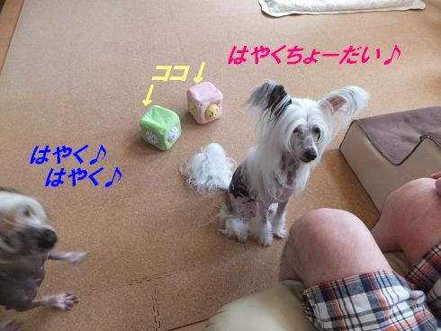 f0179203_14291879.jpg