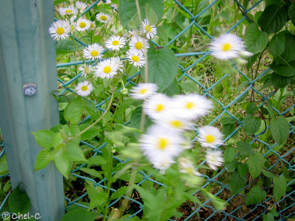 a0154706_2314265.jpg
