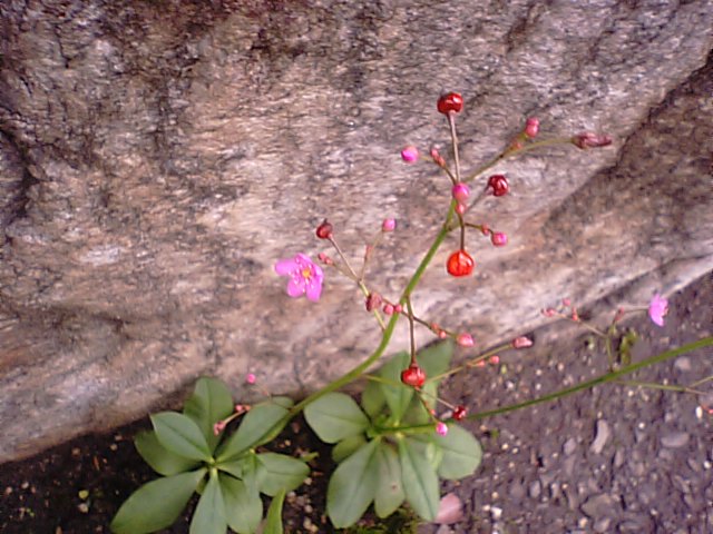 爆蘭（はぜらん）・花火草…2015/7/16_f0231709_982412.jpg