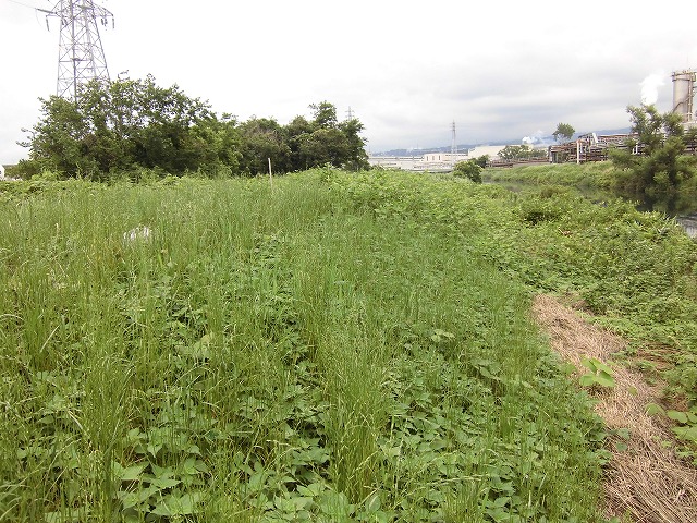 1ヶ月で伸びる夏草は強敵 滝川の土手の法面_f0141310_735047.jpg