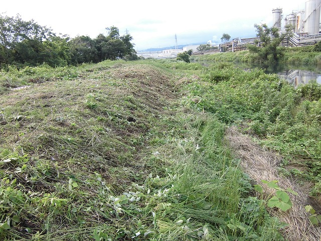 1ヶ月で伸びる夏草は強敵 滝川の土手の法面_f0141310_74423.jpg