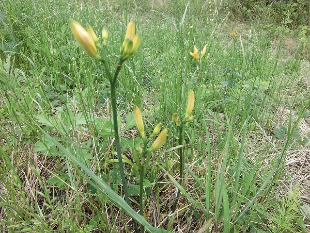 1ヶ月で伸びる夏草は強敵 滝川の土手の法面_f0141310_753447.jpg