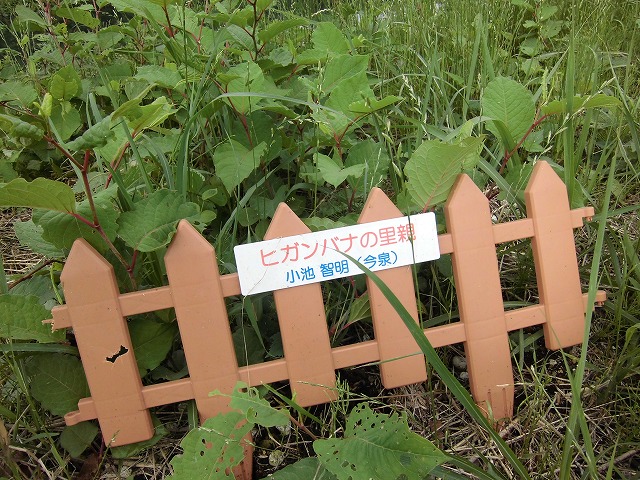 1ヶ月で伸びる夏草は強敵 滝川の土手の法面_f0141310_75945.jpg