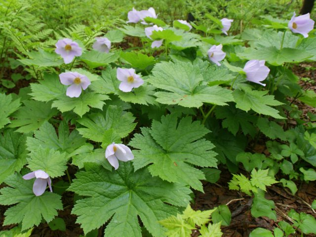 2012年6月16日(土) オロフレ峠⇒来馬岳（1040m）_c0171816_16281218.jpg