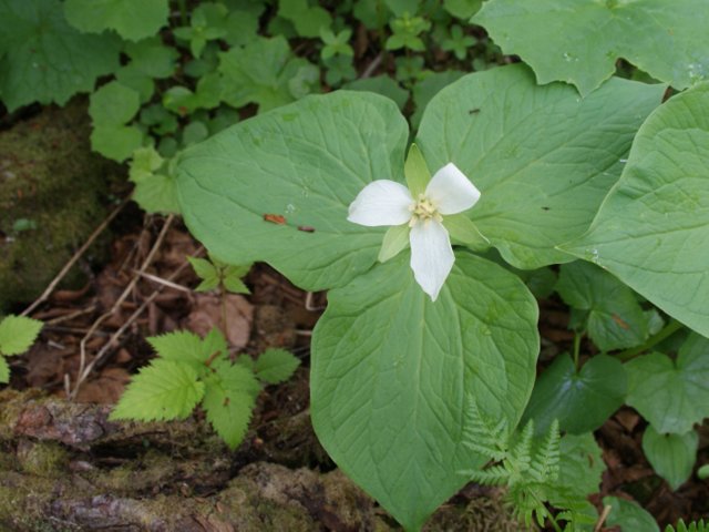 2012年6月16日(土) オロフレ峠⇒来馬岳（1040m）_c0171816_16284182.jpg