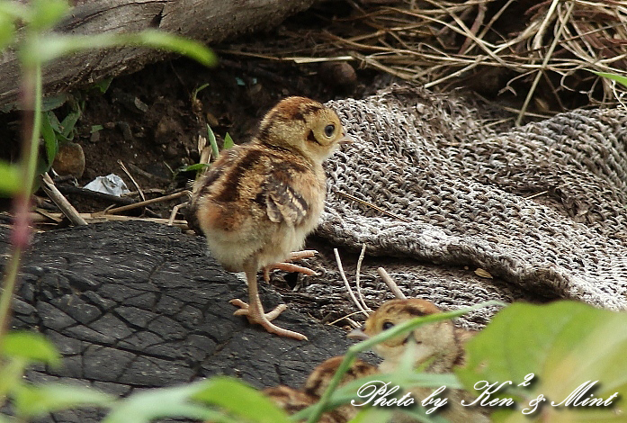 初めて見ました ＾＾ 可愛い「キジさん親子」です♪_e0218518_22444034.jpg