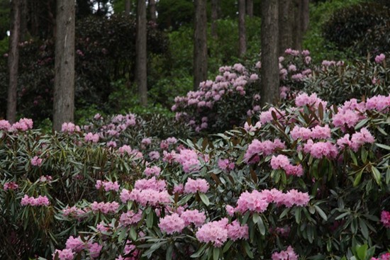 高野山 花園村のシャクナゲ Sakam の写真日記 高野山 花園村のシャクナゲ Sakam の写真日記