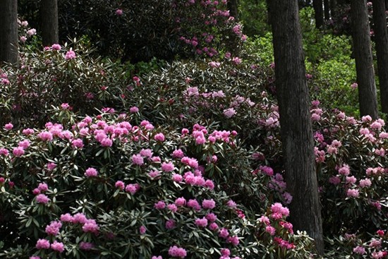 高野山 花園村のシャクナゲ Sakam の写真日記