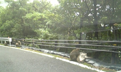 行ってきました！屋久島！②_c0117621_23491693.jpg