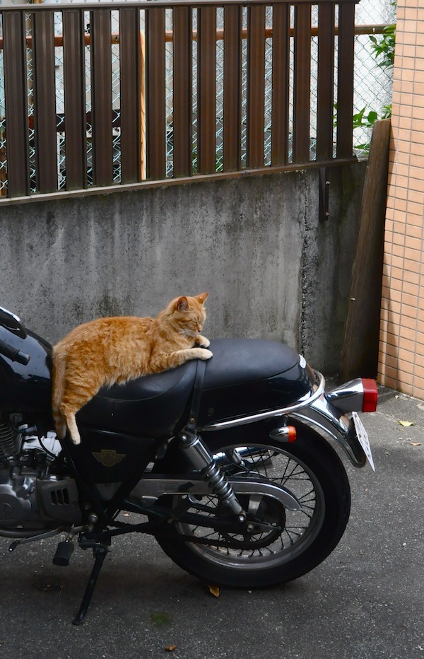 マイケル_b0172633_932860.jpg