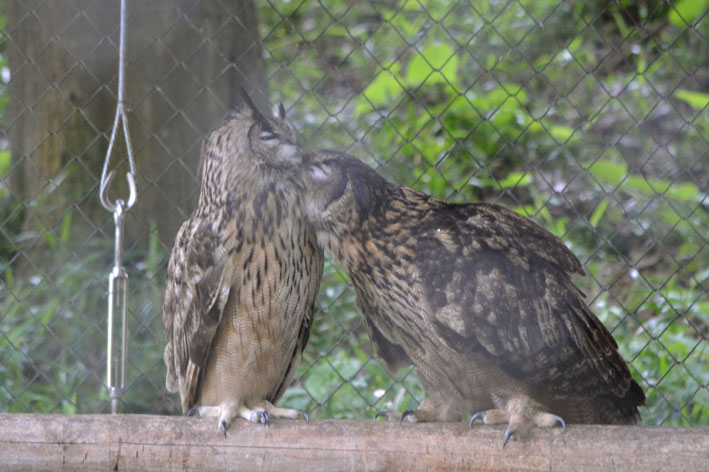 仲良しミミズク夫婦_b0245634_1310656.jpg