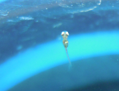 e0097534_2330153.jpg