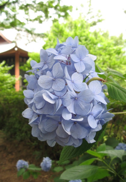 ♪♪　紫陽花　萌え_a0068035_22434098.jpg