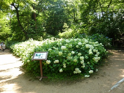 神戸市立森林植物園に行ってきました_a0076237_18475781.jpg