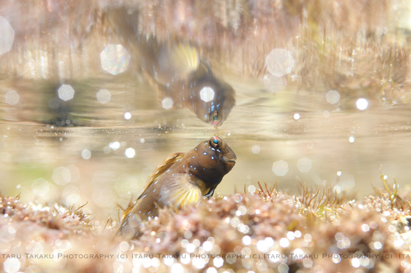 鏡面写真_b0186442_2352844.jpg