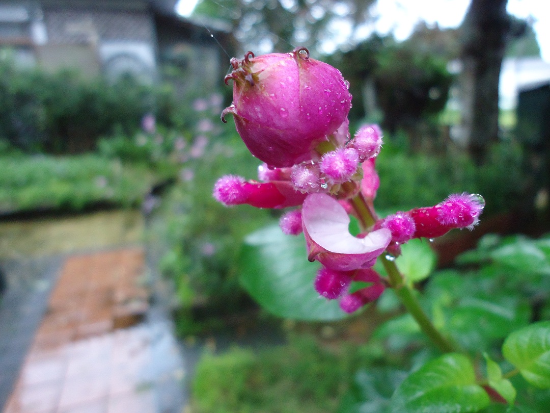ローズリーフセージ ぶうたらママは花が好き