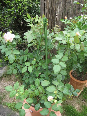 f0087143_17415690.jpg