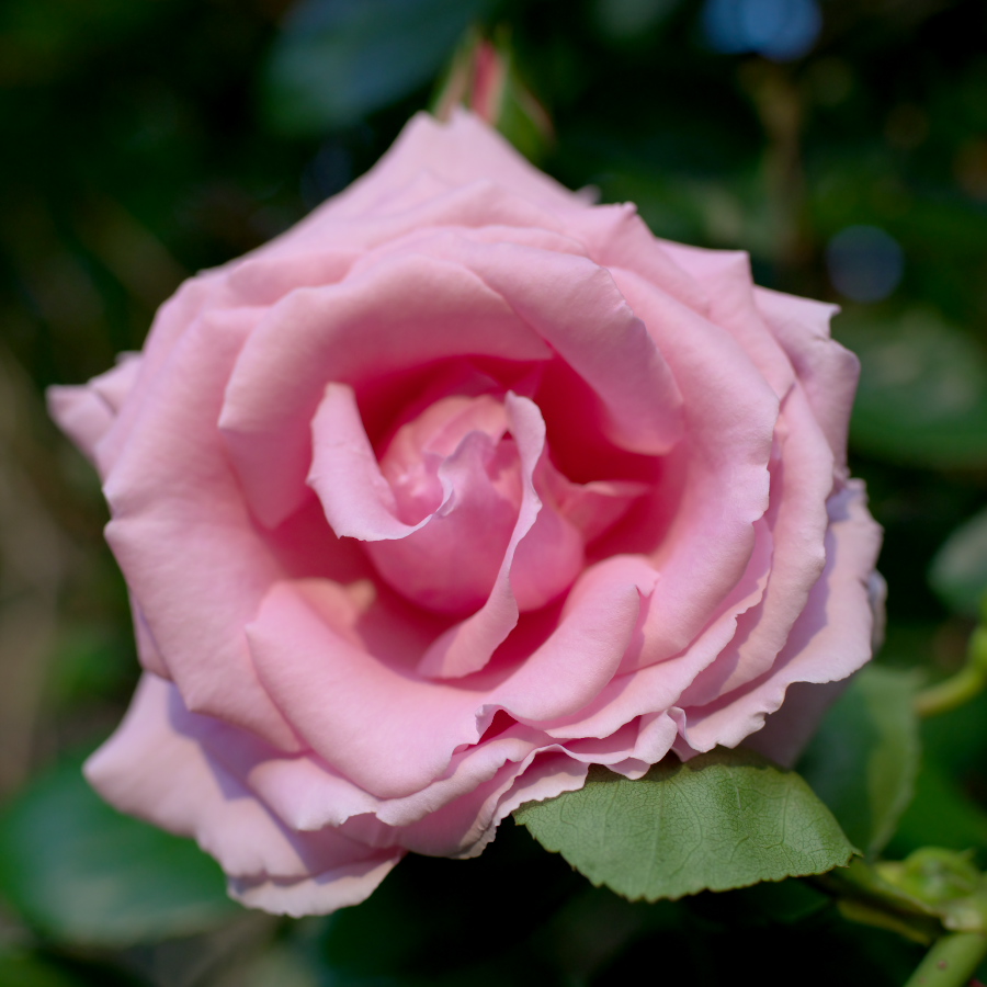 A pink　rose_d0001745_12383319.jpg