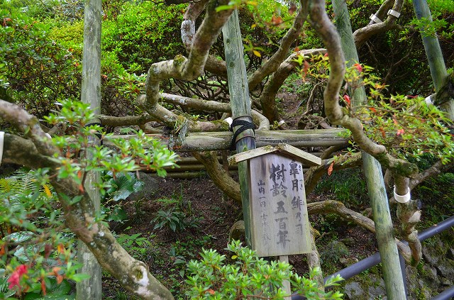 西国33ヶ寺第7番【岡寺】へ。_e0237645_1618628.jpg