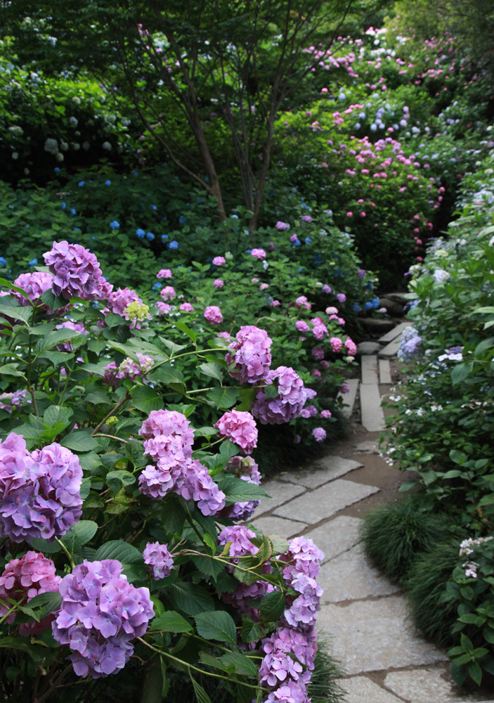 大和郡山市　矢田寺　紫陽花　１_c0108146_20554111.jpg