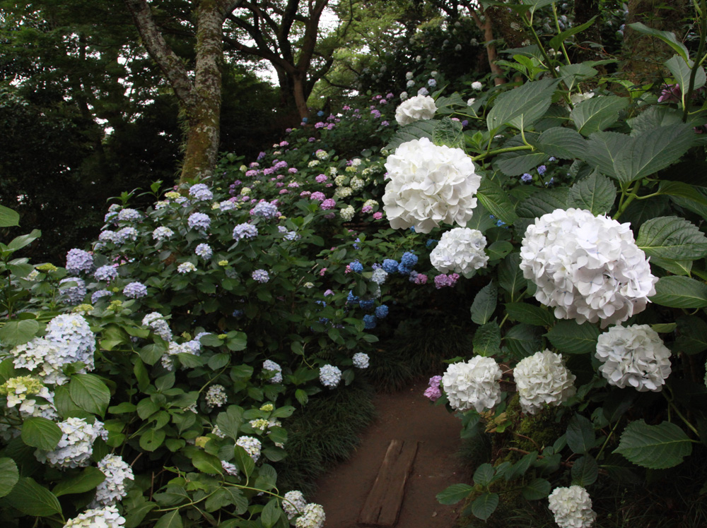 大和郡山市　矢田寺　紫陽花　１_c0108146_20569100.jpg