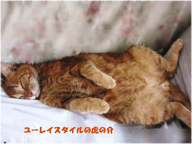 【猫と花】_c0042960_19114434.jpg