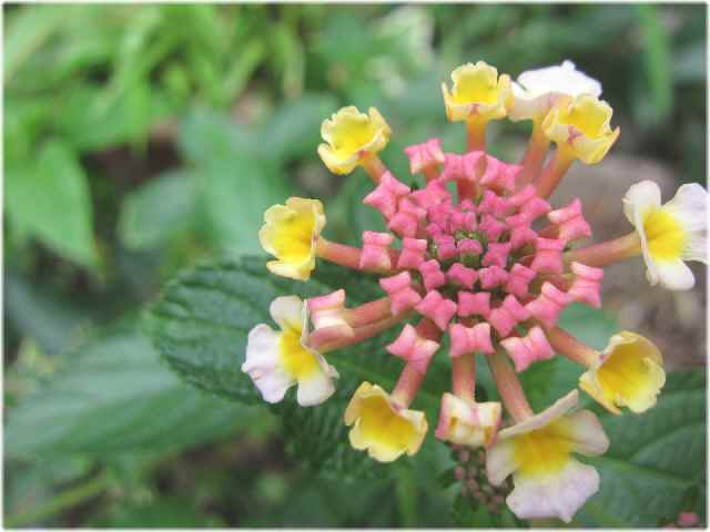 【猫と花】_c0042960_19121198.jpg