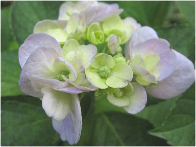 【猫と花】_c0042960_1912139.jpg