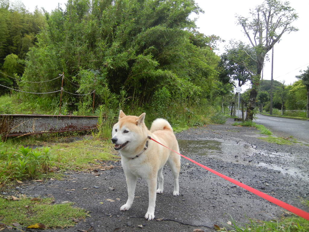 ’１２，７，４（水）水彩画が新聞に載ったよ！_f0060461_1432732.jpg