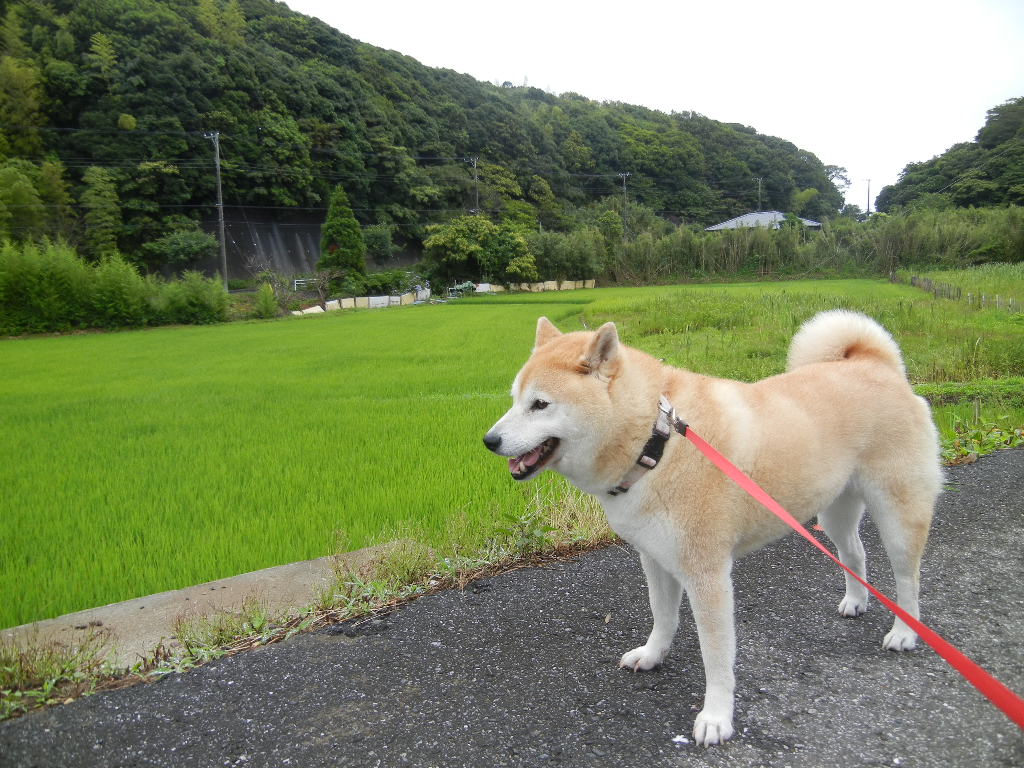 ’１２，７，４（水）水彩画が新聞に載ったよ！_f0060461_1444770.jpg