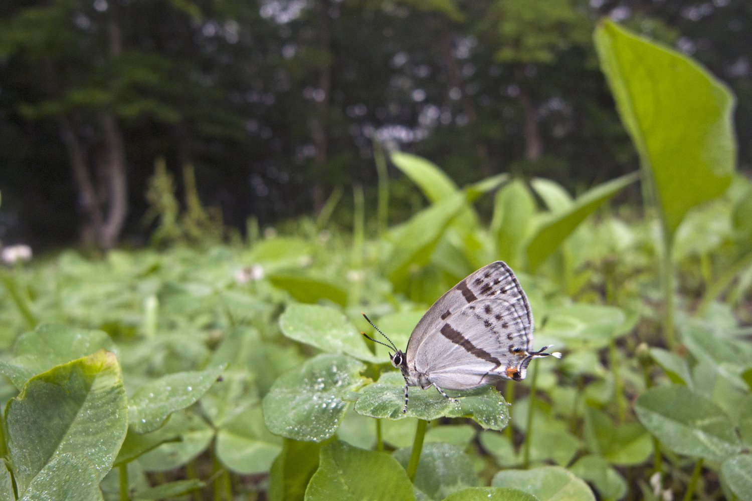 赤と銀・・・・・開かず_a0071470_16312064.jpg