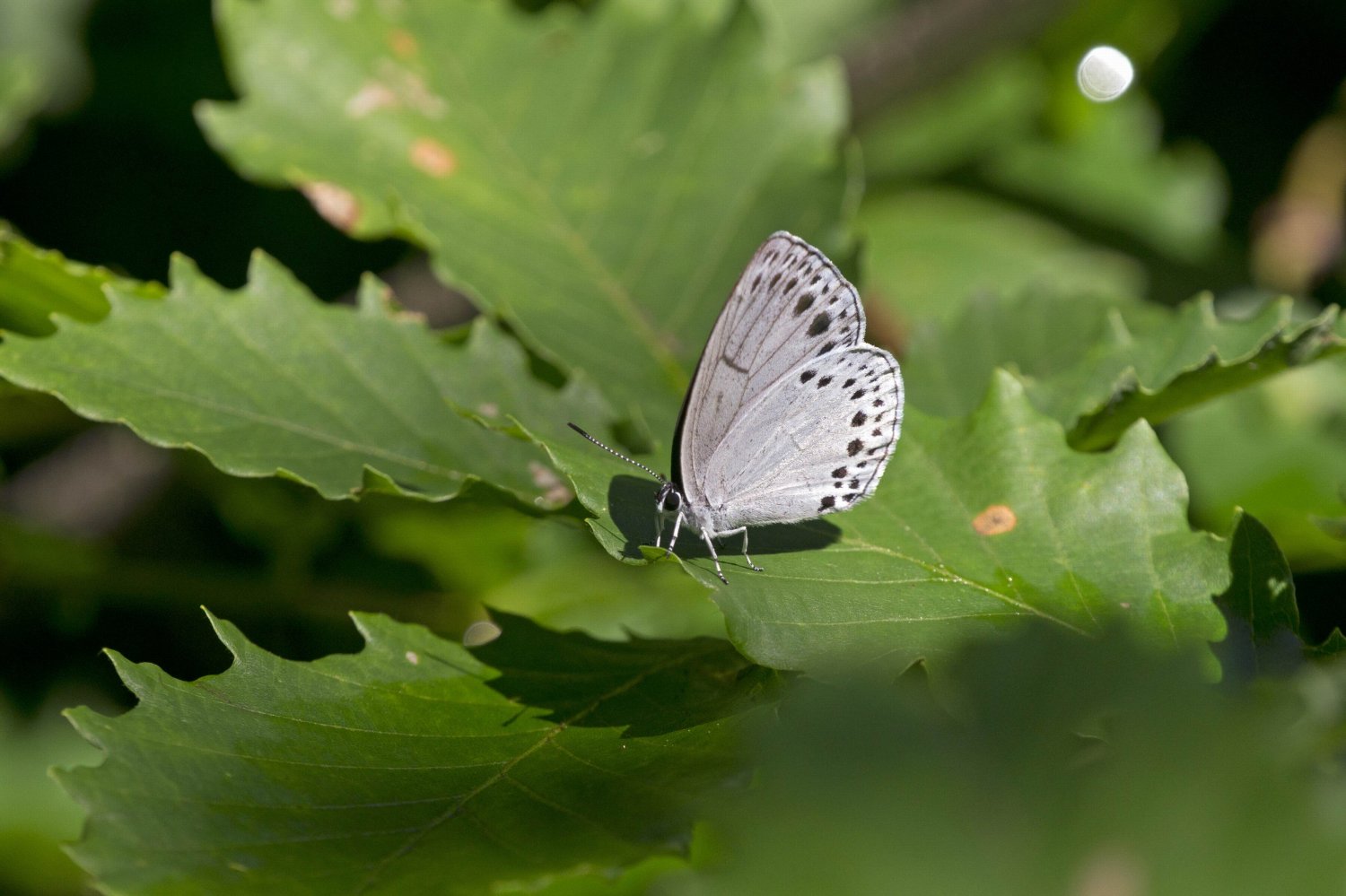 赤と銀・・・・・開かず_a0071470_1636929.jpg