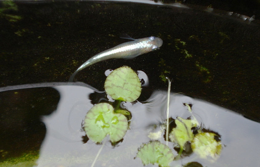 メダカを飼育するまでの色々な魚の飼育歴を勝手に語る。_d0259570_2056959.jpg