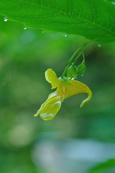 雨上がりの朝は_e0081973_81646.jpg