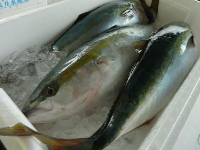 魚が新鮮!_c0080075_3254456.jpg