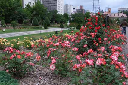 札幌 大通公園のバラ園 風のたより