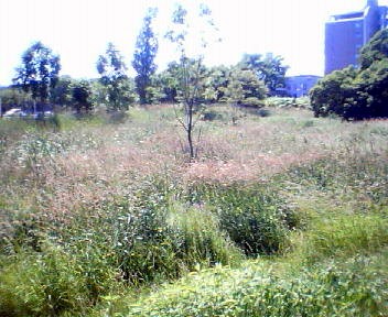サクシュコトニ川緑地_f0078286_17354893.jpg