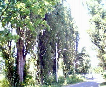 サクシュコトニ川緑地_f0078286_17462117.jpg