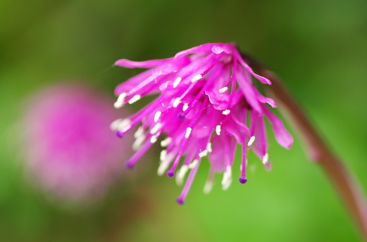 秋田駒ヶ岳の花（ショウジョウバカマ）_f0012488_0502273.jpg