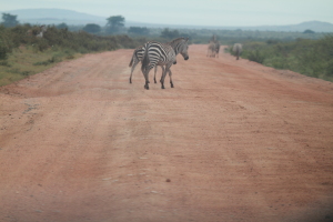 Kenya（９）アンボセリヘ500キロ超の移動_d0207297_961143.jpg